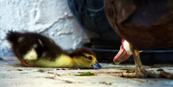 Momma and Baby duck